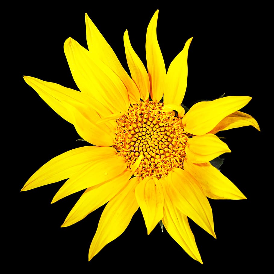 black, background, white, blooming, summer, blooms, oil, leaves HD wallpaper