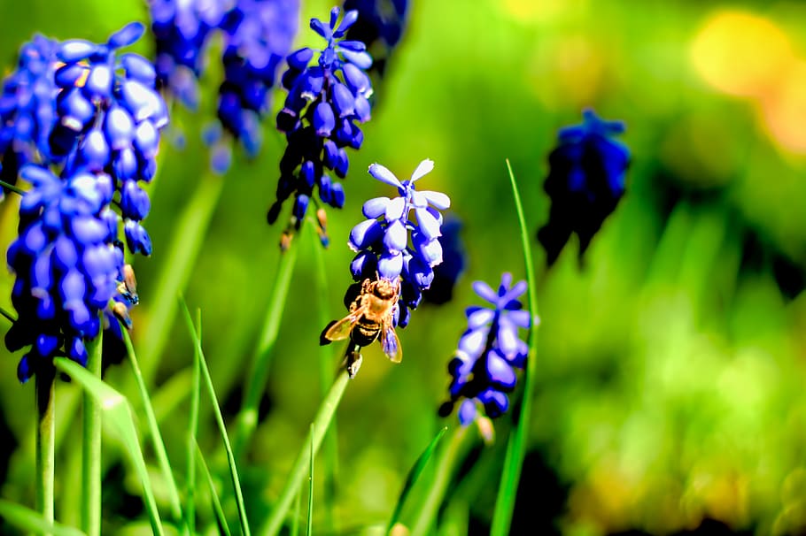 insect, flower, flowering plant, invertebrate, beauty in nature HD wallpaper