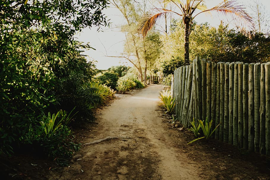 pathway photo, plant, road, tree, dirt road, gravel, outdoors HD wallpaper