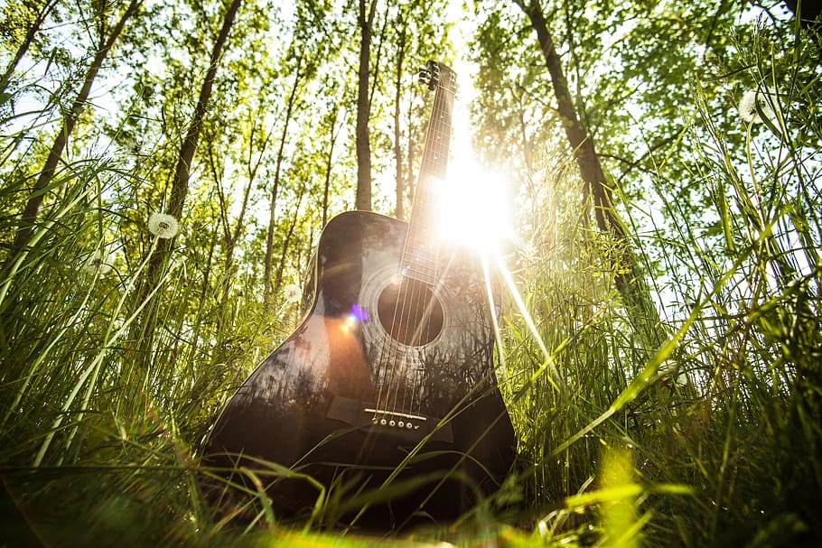 Low-angle Photography of Black Dreadnought Acoustic Guitar Surrounded by Trees, HD wallpaper