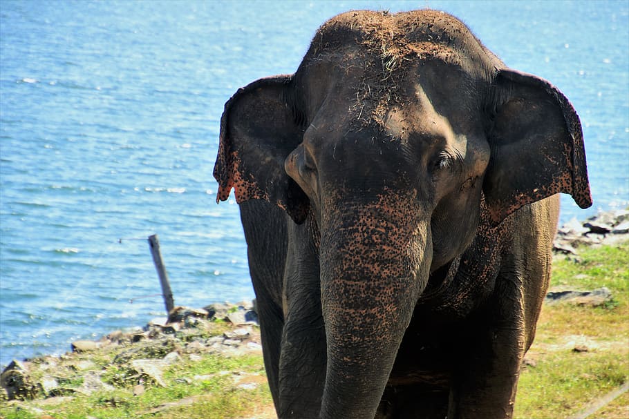 elephant, nature, huge, ears, monolithic part of the waters HD wallpaper