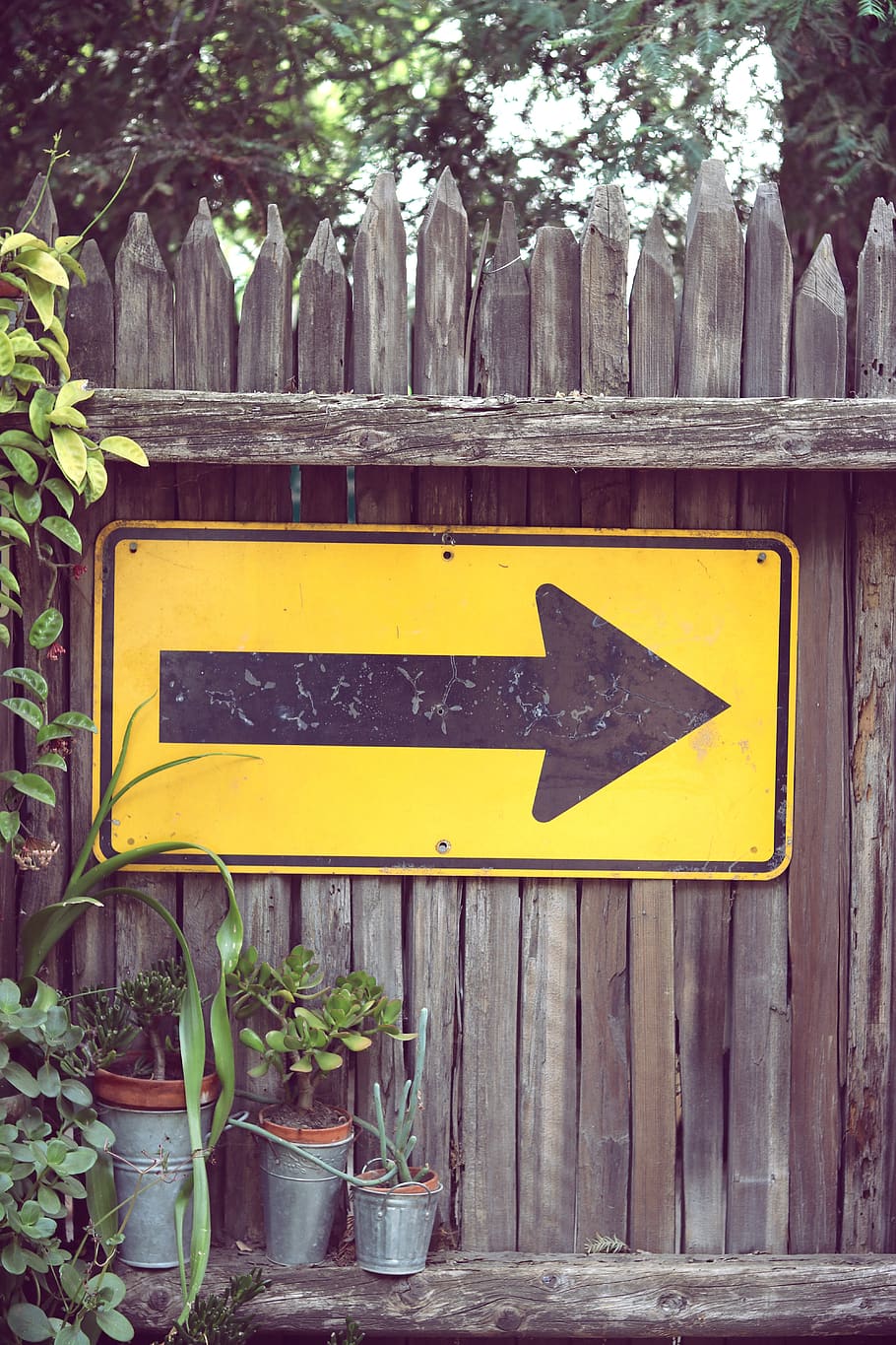 yellow arrow signage, plant, potted plant, jar, flora, vase, pottery HD wallpaper