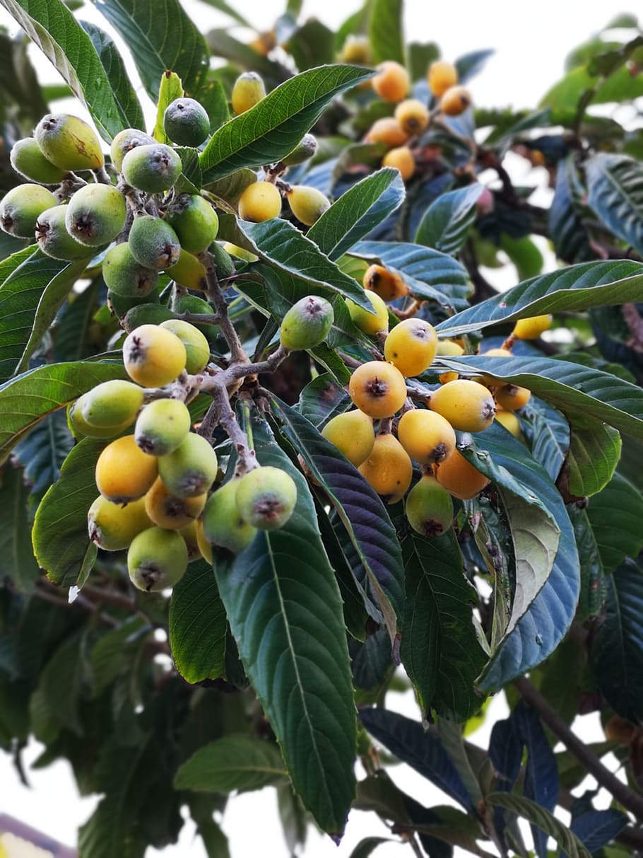 fruit tree, luquats, edible, healthy eating, food and drink HD wallpaper