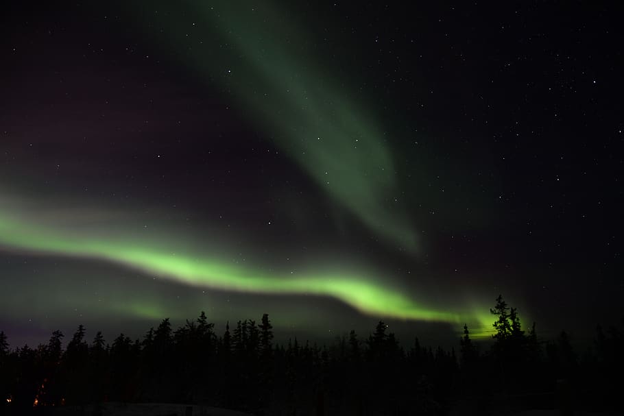 aurora, sky, night, trees, plant, nature, green, light, space HD wallpaper