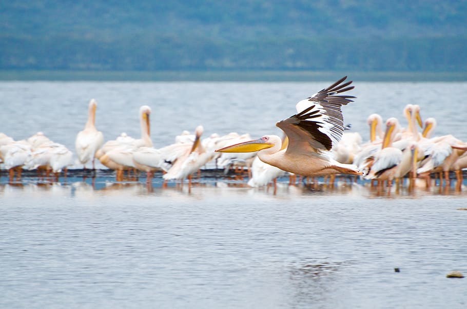 kenya, nakuru, lake nakuru national park, pelican, birds, flying, HD wallpaper
