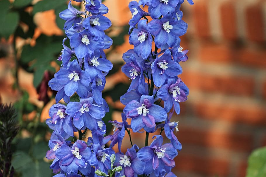 larkspur, blue, flower, blossom, bloom, delphinium, hahnenfußgewächs, HD wallpaper