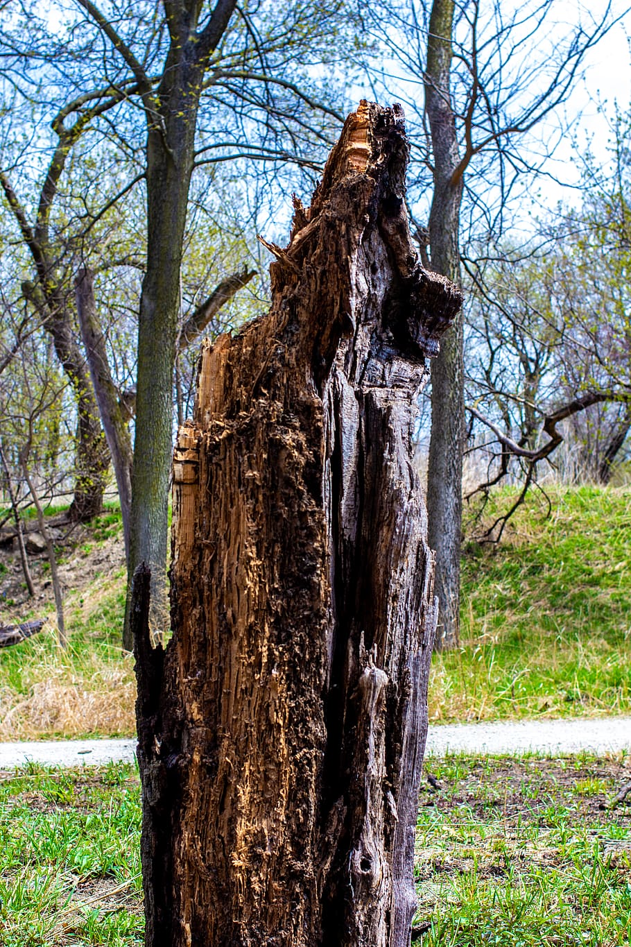 plant, tree, tree trunk, redwood, ground, tomb, coat, clothing HD wallpaper