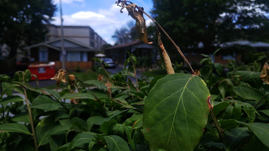 plant part, leaf, focus on foreground, nature, growth, no people HD wallpaper