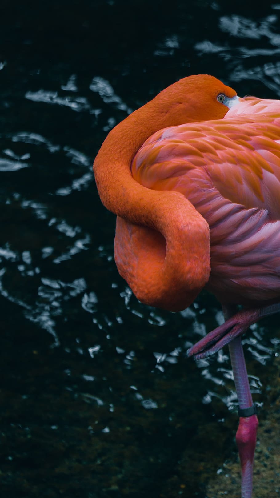 orange flamingo, animal, bird, beak, national aviary, pittsburgh HD wallpaper