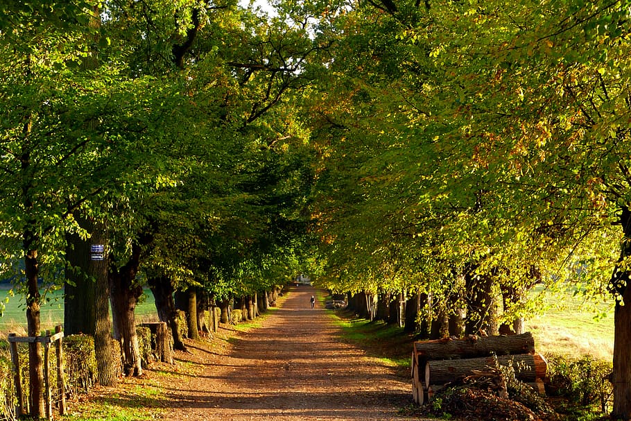 avenue, autumn, forest, trees, landscape, vote, atmosphere HD wallpaper