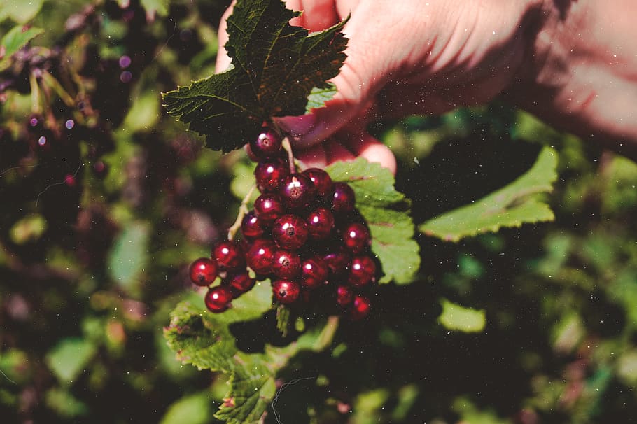 currant, fruit, human hand, healthy eating, human body part HD wallpaper