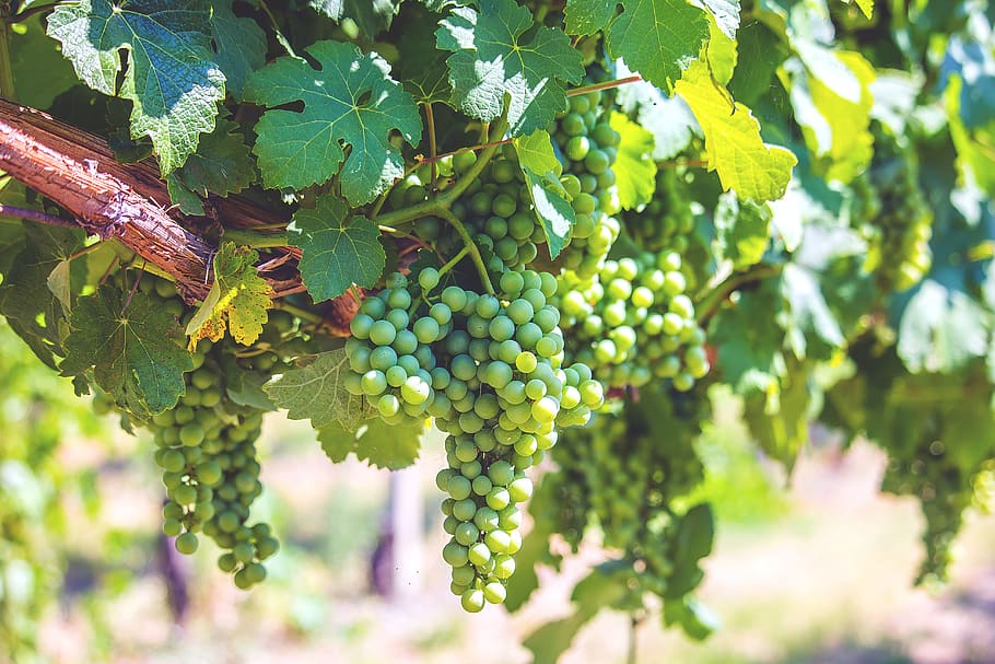 vineyards, wine, winedharma, wineporn, grapes, imola, colli di imola, HD wallpaper