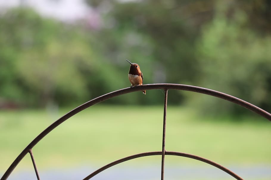 humming bird, small, summer, cute, feathered, beak, one animal HD wallpaper