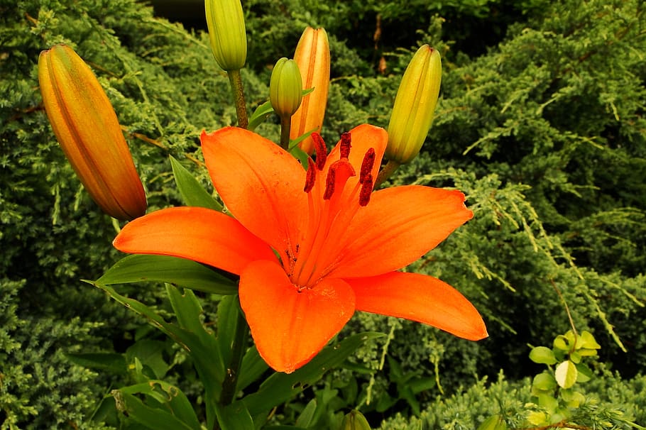 flowering plant, petal, fragility, vulnerability, growth, freshness HD wallpaper