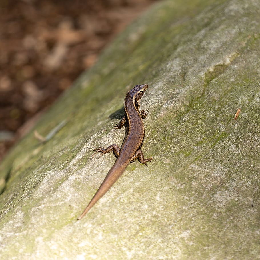 brown lizard on green rock, animal themes, one animal, animal wildlife HD wallpaper