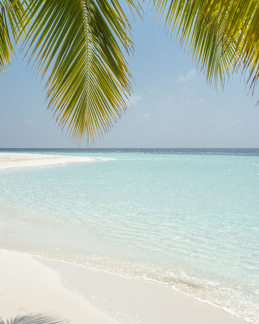green coconut tree beside beach, sea, water, tropical climate HD wallpaper