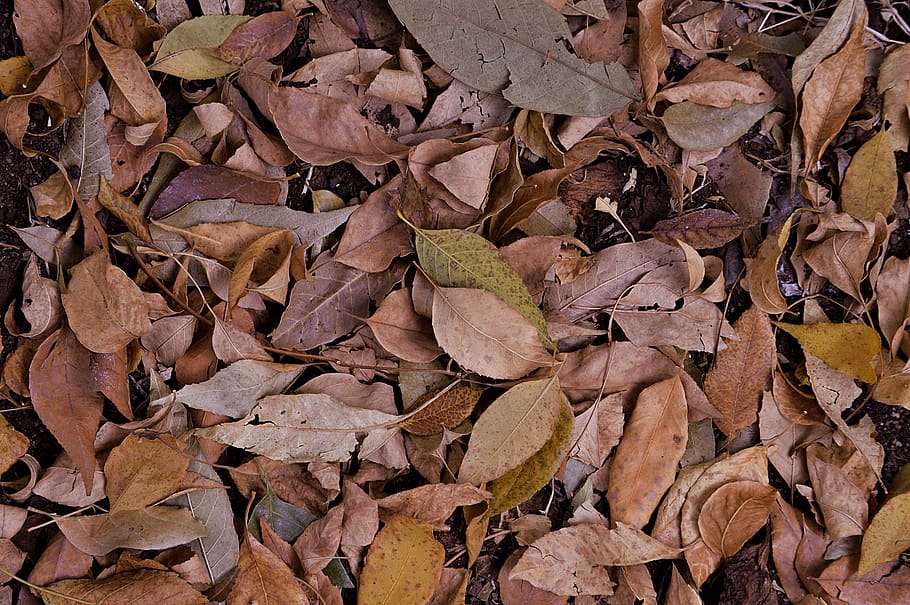 brown leaves, fall, falling, vegetation, green, land, gravel HD wallpaper