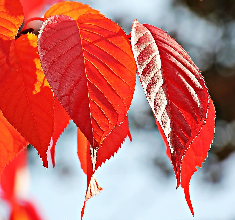 Red Leaf Tree, blur, branch, bright, close-up, color, colorful HD wallpaper