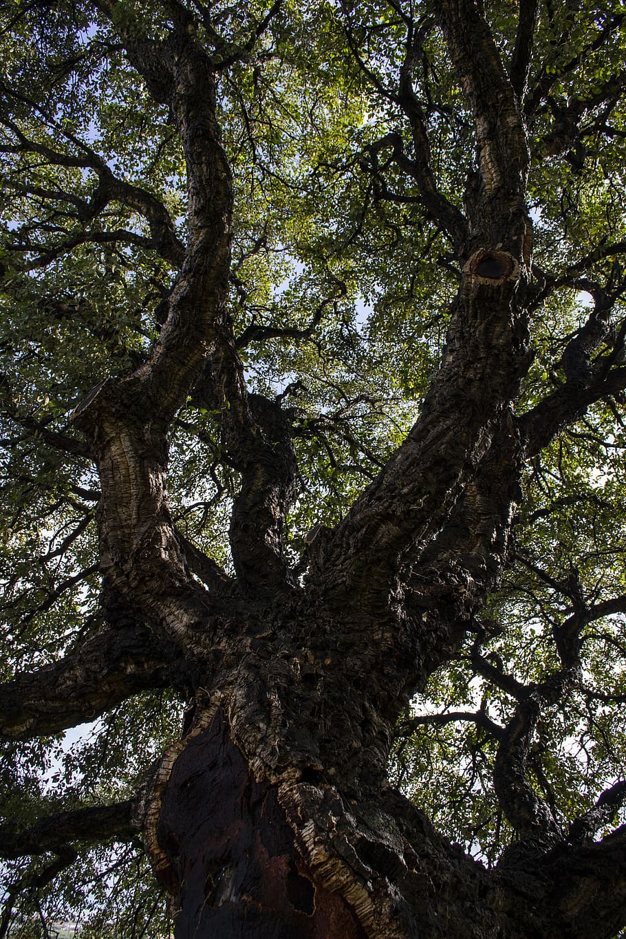 italy, calabria, oak tree, plant, tree trunk, growth, nature HD wallpaper