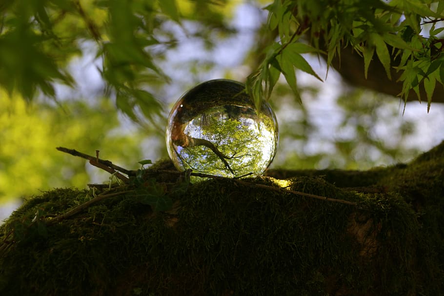 nature, tree, spring, close up, glass ball, photography, landscape HD wallpaper