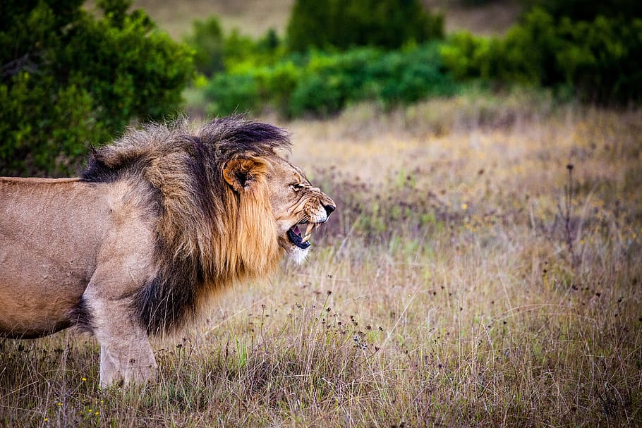 Brown and Black Lion on Brown Grass Field, angry, animal, carnivorous