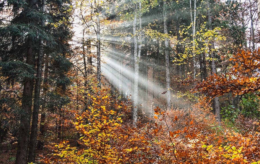 forest, radius, light, sun, fall, landscape, trees, nature HD wallpaper