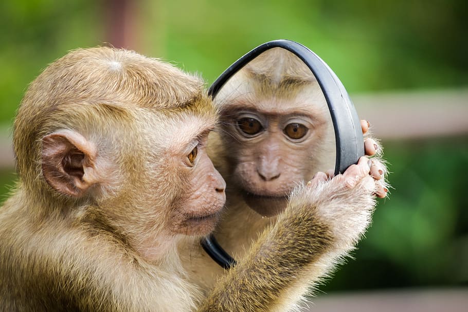 monkey looking at mirror, cute, play, bokeh, blue, green, animal, HD wallpaper