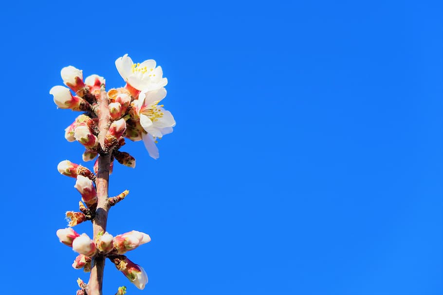 buds, flowers, spring, branch, tree, nature, blooming, plant HD wallpaper