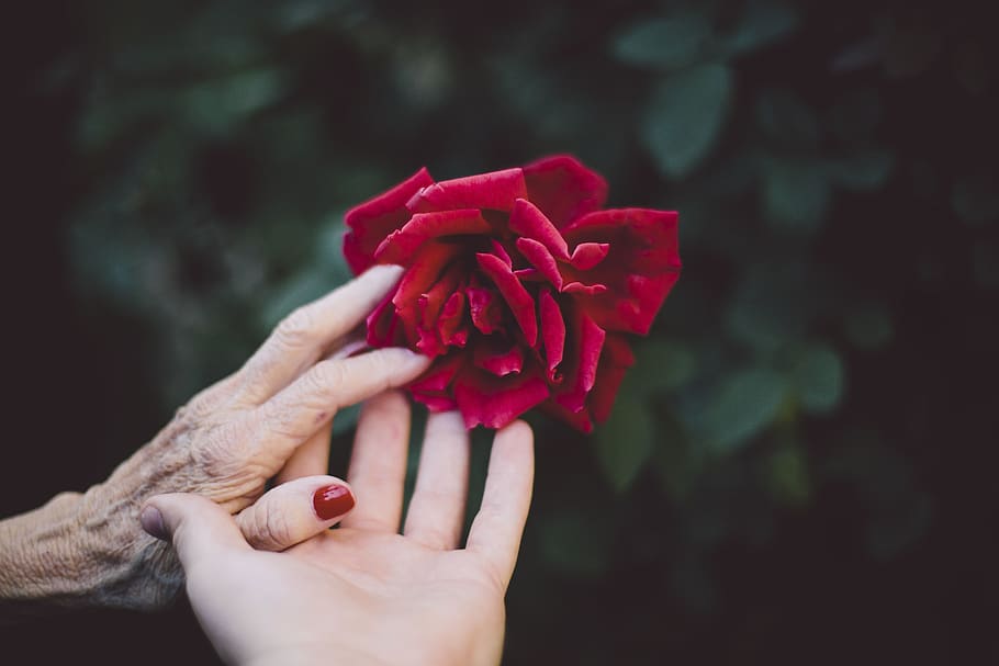flower, red, petal, bloom, garden, plant, nature, autumn, fall HD wallpaper