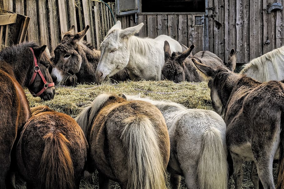 animals, donkey, farm, mule, pony, horse, rural, animal world, HD wallpaper