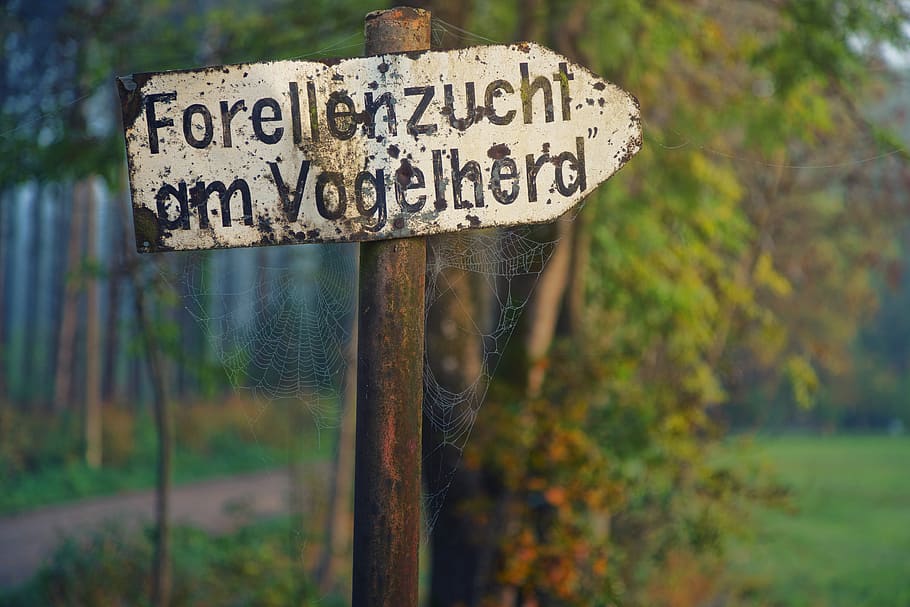 shield, cobweb, green, directory, dew, nature, cobwebs, morgentau HD wallpaper