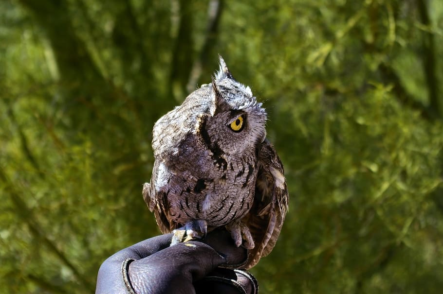 western screech owl, bird, arizona-sonora desert museum, tucson