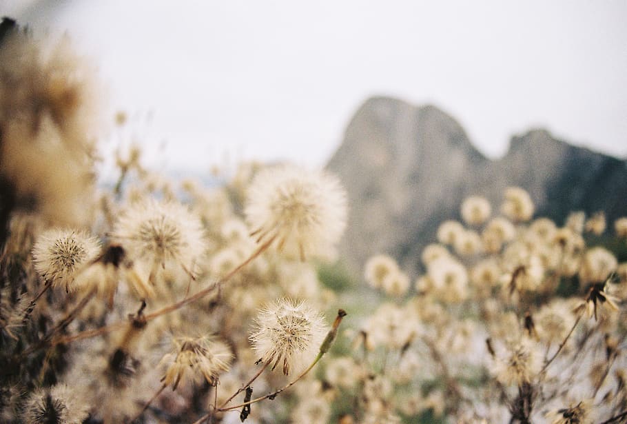 flower, flowering plant, beauty in nature, fragility, vulnerability HD wallpaper