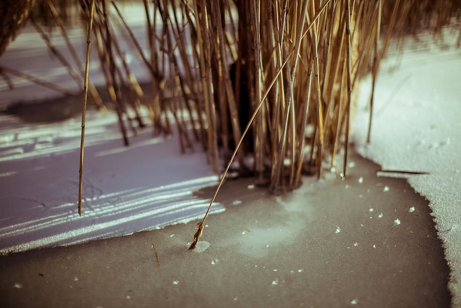 brown sticks, plant, grass, lawn, reed, port huron, nature, wilderness HD wallpaper