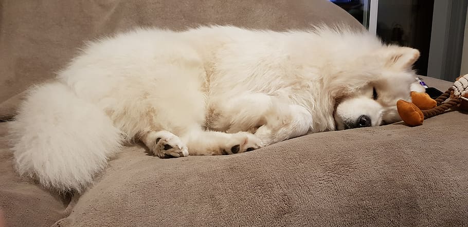 samoyed, sleep, peaceful, fluffy, dog, best friend, sofa, animal, HD wallpaper