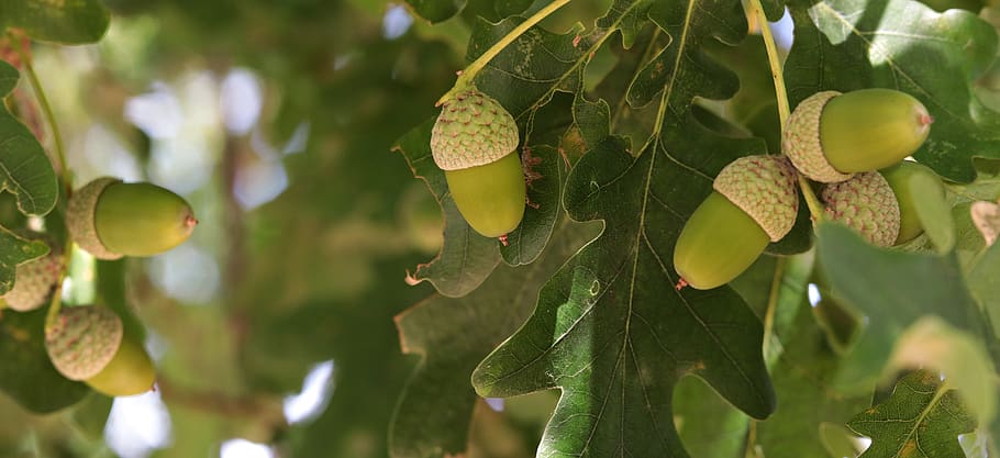 acorn, oak, tree, fruit, nature, forest, green, tree fruit HD wallpaper