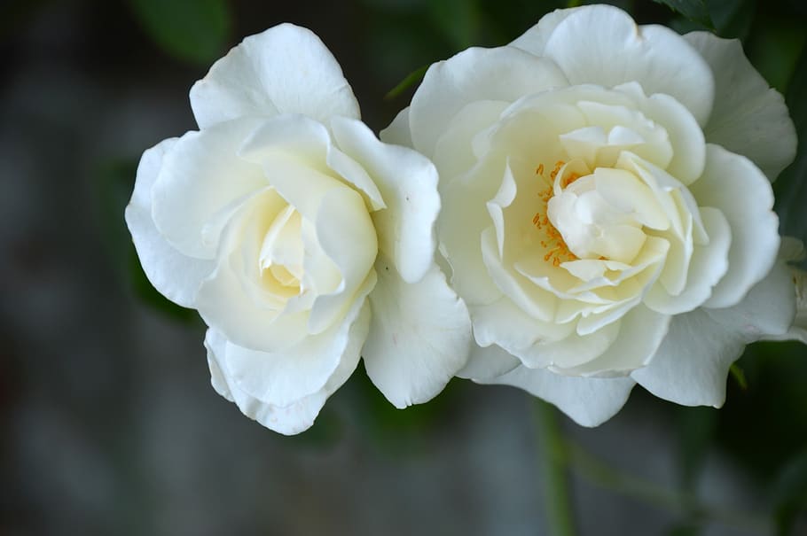 flower, pink, wild, white, nature, plants, spring, garden, petals HD wallpaper