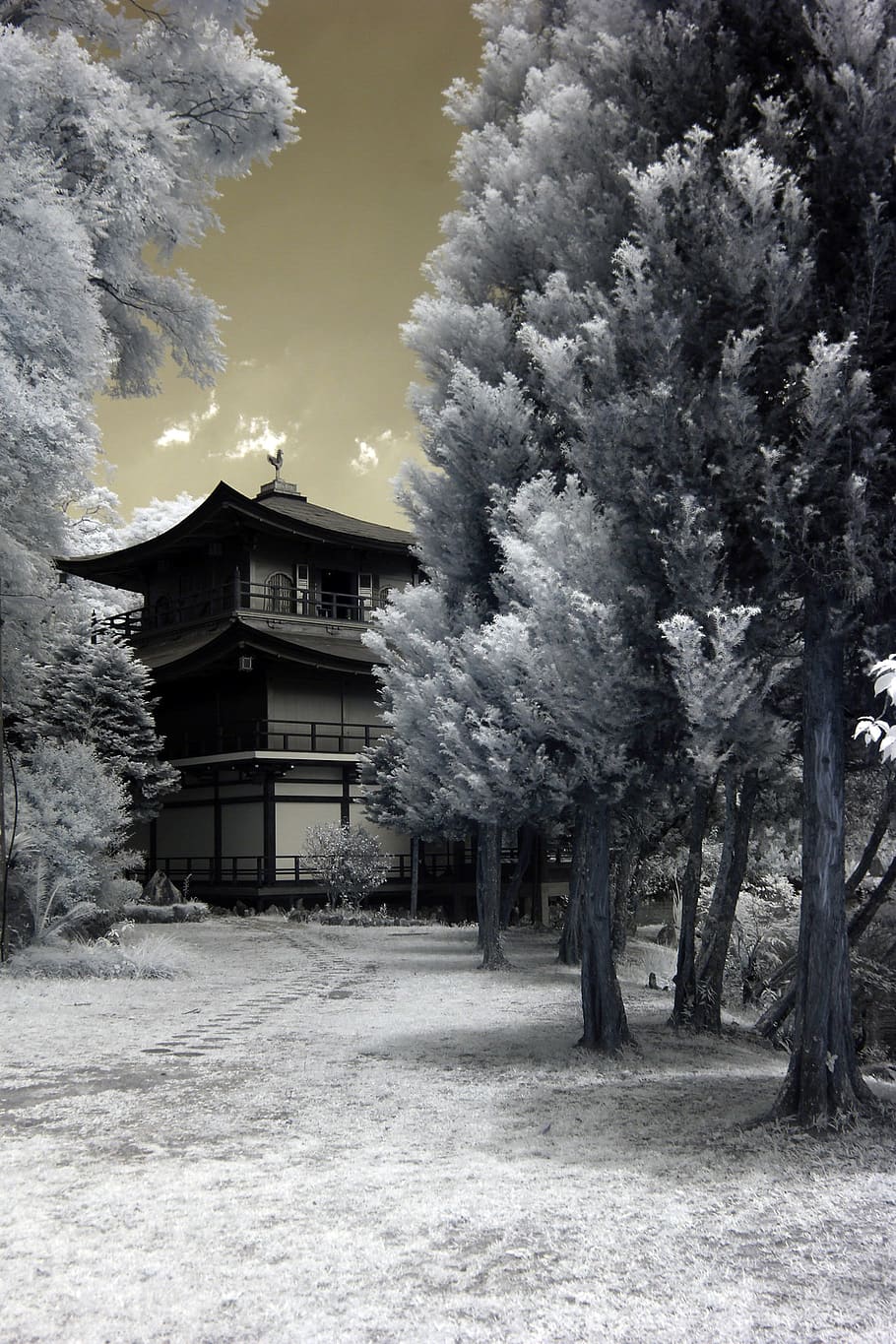 Snow Covered Trees, black and white, cold, dramatic, dramatic sky HD wallpaper