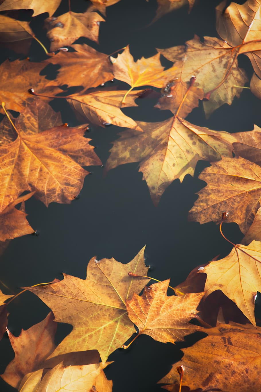 maple leafs on black cloth, plant, tree, united states, bellevue park HD wallpaper