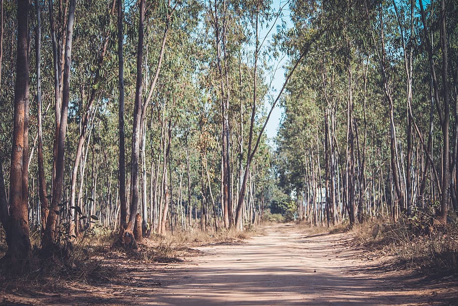 tree, plant, forest, land, the way forward, direction, growth HD wallpaper