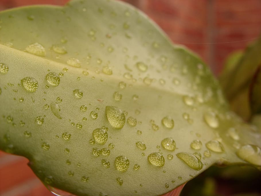 leaf, drop, water, nature, plant, rain, green, close-up, wet, HD wallpaper