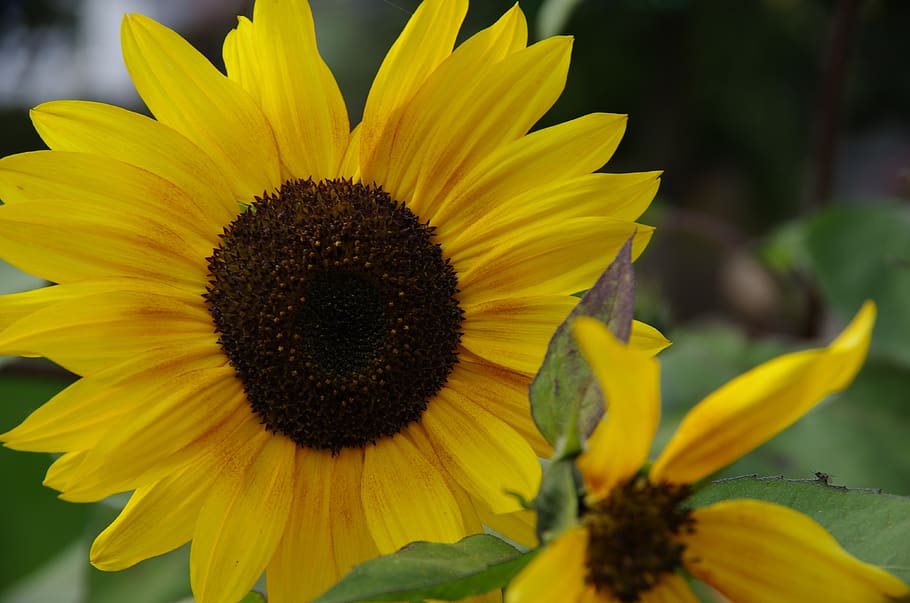 sunflower, yellow, nature, flowering plant, flower head, freshness HD wallpaper