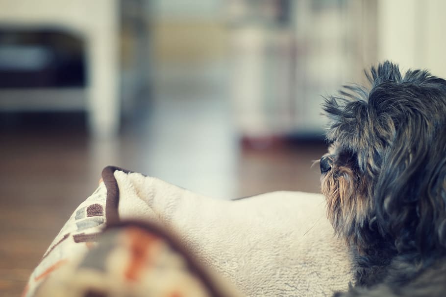dog, maltese, lhasa apso, cute, domestic, one animal, pets, HD wallpaper