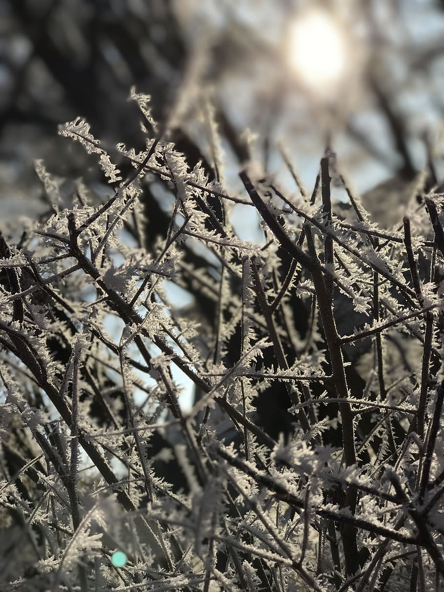 winter, ice, frost, cold, crystal, eiskristalle, wintry, winter magic HD wallpaper