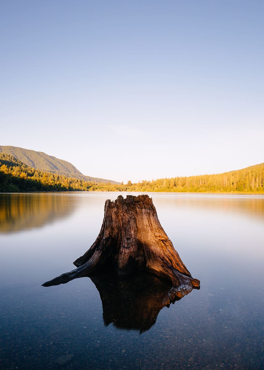 brown tree stomp, lake, tree stump, landscape, forest, sky, nature, HD wallpaper