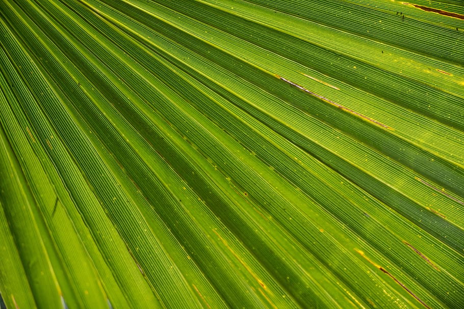 Close-up Photography of Green Fan Palm Leaf, pattern, plant, texture HD wallpaper