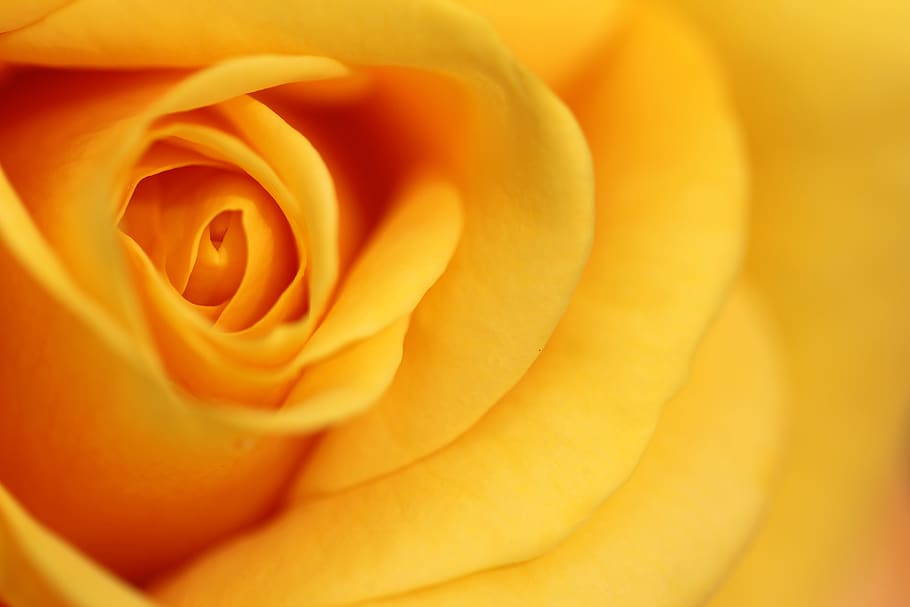 bloomed yellow flower, flowering plant, beauty in nature, rose HD wallpaper