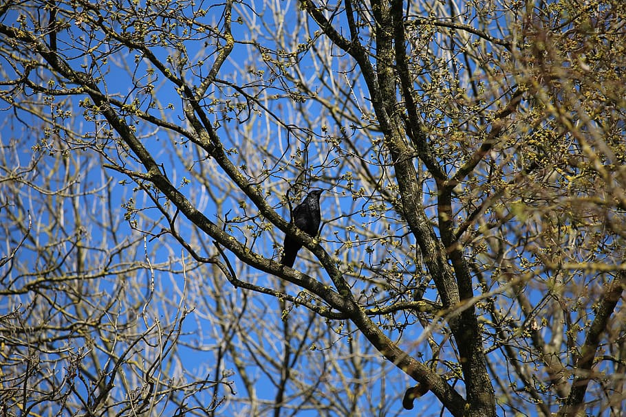 switzerland, weinfelden, rave, tree, bird, animals in the wild HD wallpaper