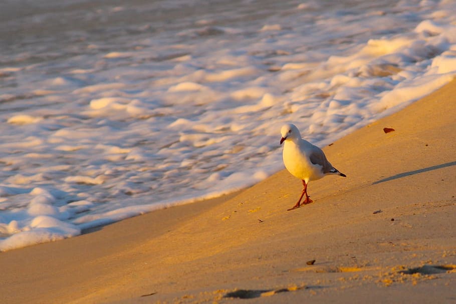 bird, lonely, alone, nature, wild, seashore, beach, animal HD wallpaper