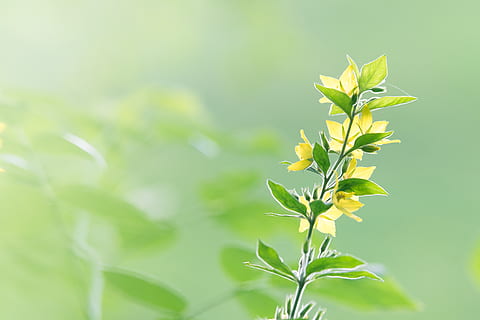 Selective Focus Photo of Yellow Flowers in Bloom, background HD wallpaper